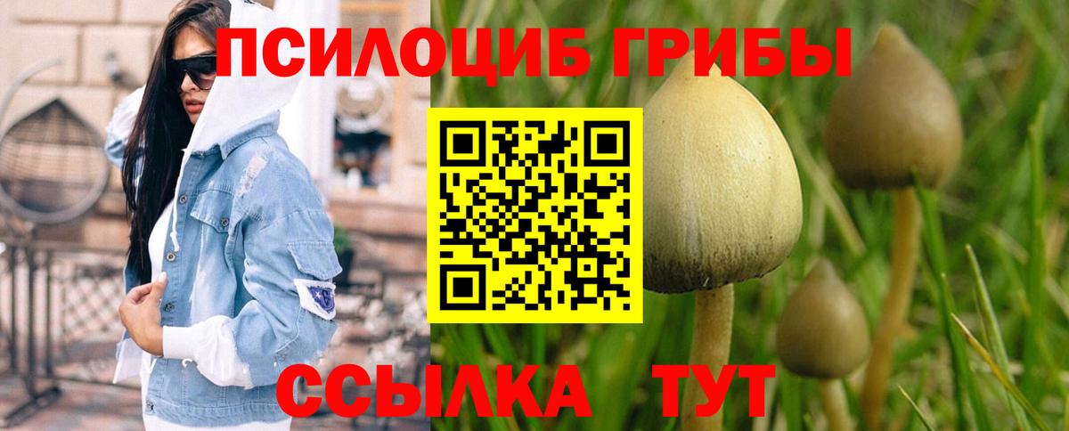 Псилоцибиновые грибы Cubensis  Вход с VPN  Псилоцибиновые грибы прущие грибы  Дербент 